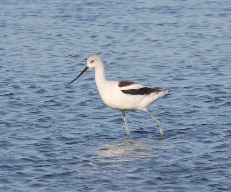 American Avocet - Recurvirostra americana (winter plumage)