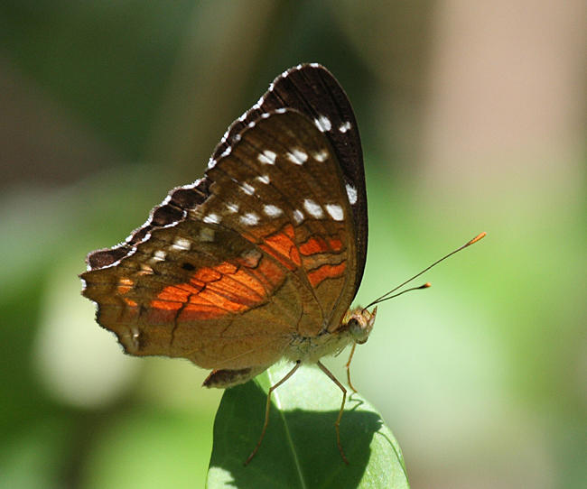 Scarlet Peacock - Anartia amathea