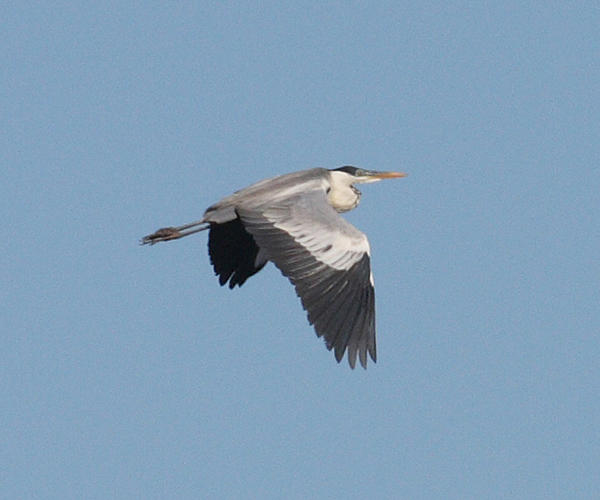 Cocoi Heron - Ardea cocoi