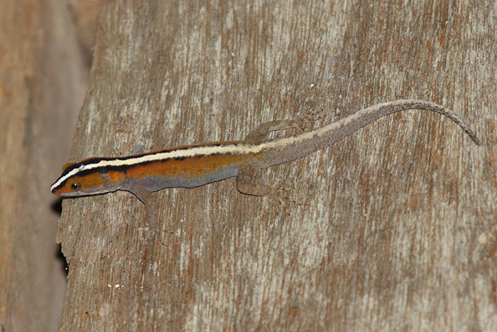 Wiegmanns Striped Gecko - Gonatodes vittatus