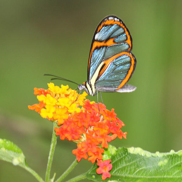 Blue Transparent Butterfly - Ithomia pellucida