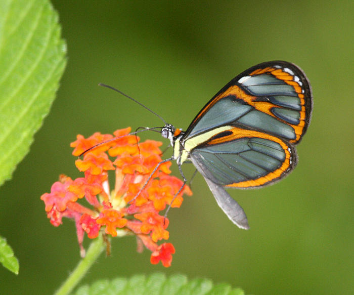 Blue Transparent Butterfly - Ithomia pellucida