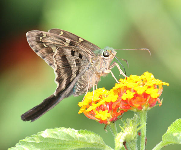 Long-tailed Skipper - Urbanus proteus