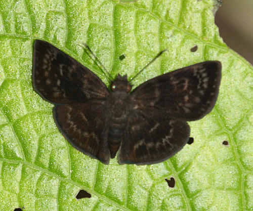 Ouleus fridericus