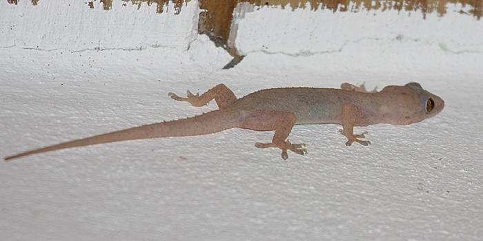 Common House Gecko - Hemidactylus frenatus