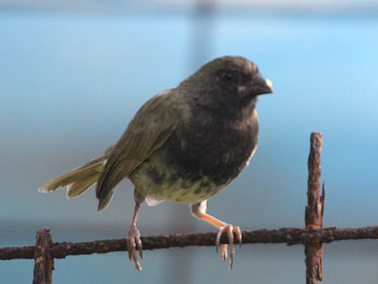 Black-faced Grassquit - Tiaris bicolor