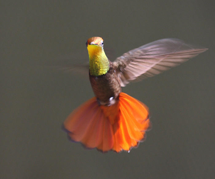 Ruby-Topaz Hummingbird - Chrysolampis mosquitus