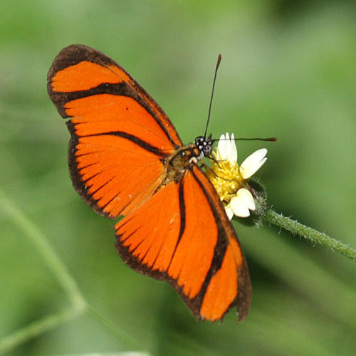 Small Flambeau - Eueides aliphera