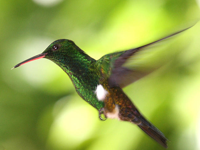 Copper-rumped Hummingbird - Amazilia tobaci