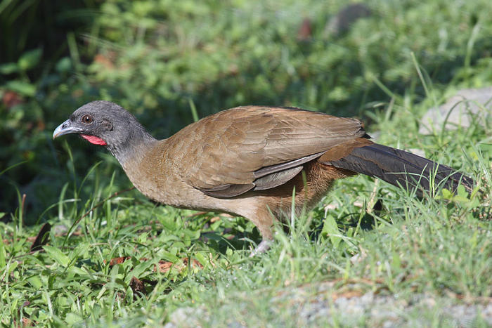 Rufous-vented Chachalaca - Ortalis ruficauda