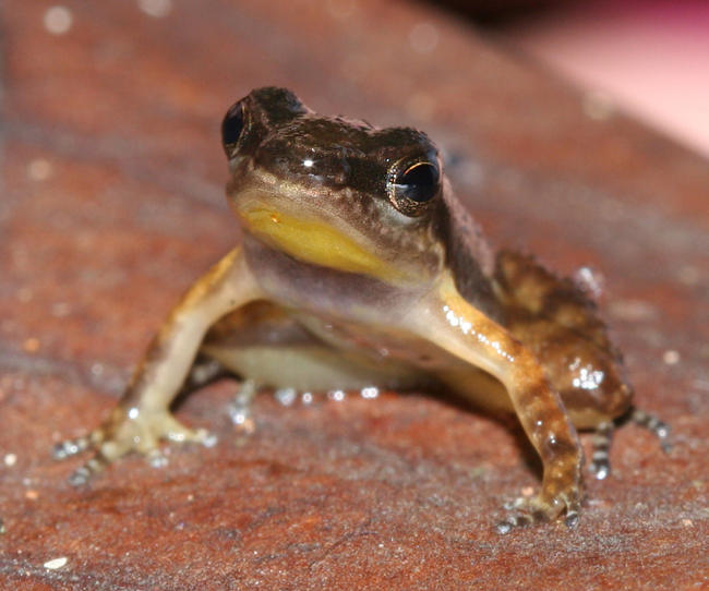 Yellow-throated Frog - Mannophryne Mannophryne trinitatis