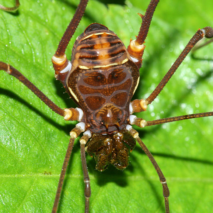 Craniadae - Santinezia serratotibialis