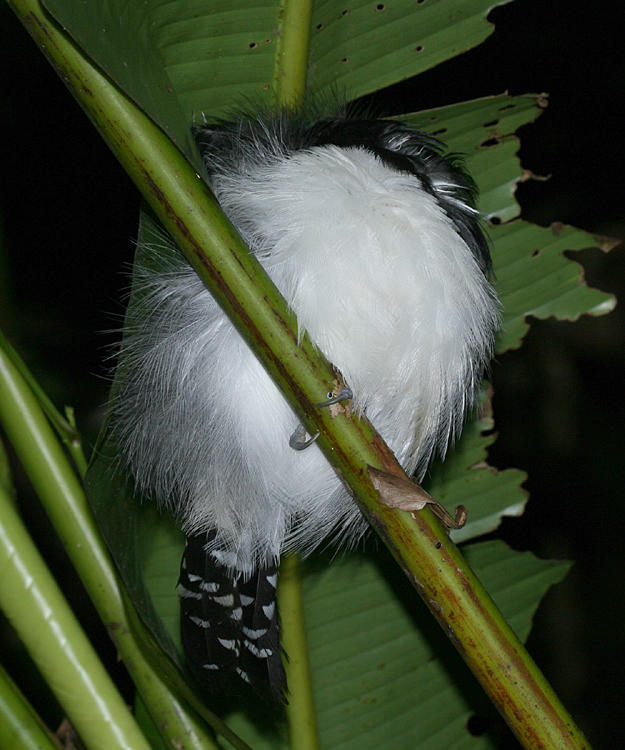 Great Antshrike male - Taraba major