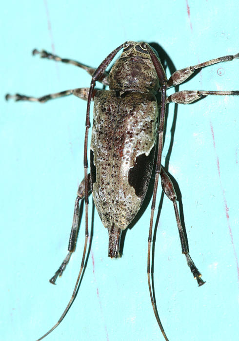 Hylettus seniculus