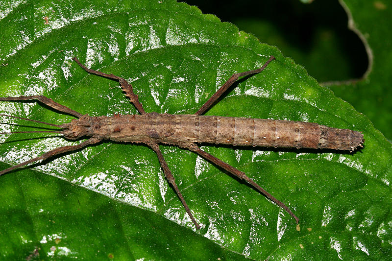 Walkingstick - Creoxylus spinosus