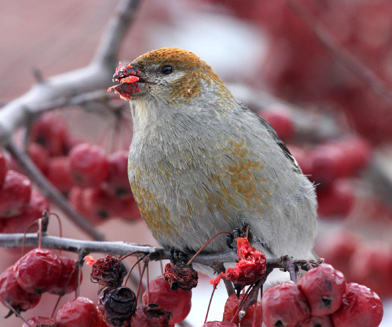 Pine Grosbeak - Pinicola enucleator (female)