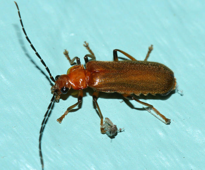soldier beetle