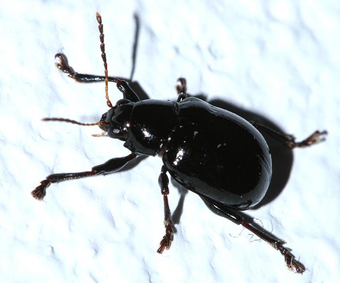 Typophorus nigritus?