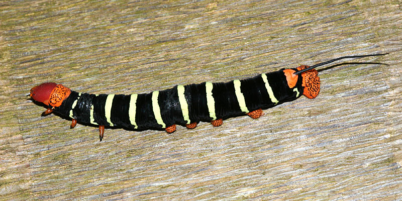7830 - Tetrio Sphinx - Pseudosphinx tetrio