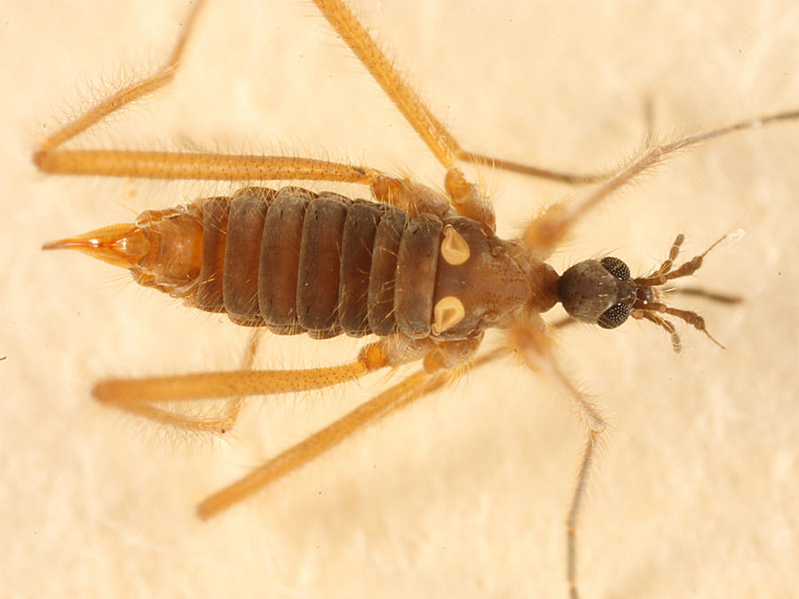 Snow Fly - Chionea valga (female)