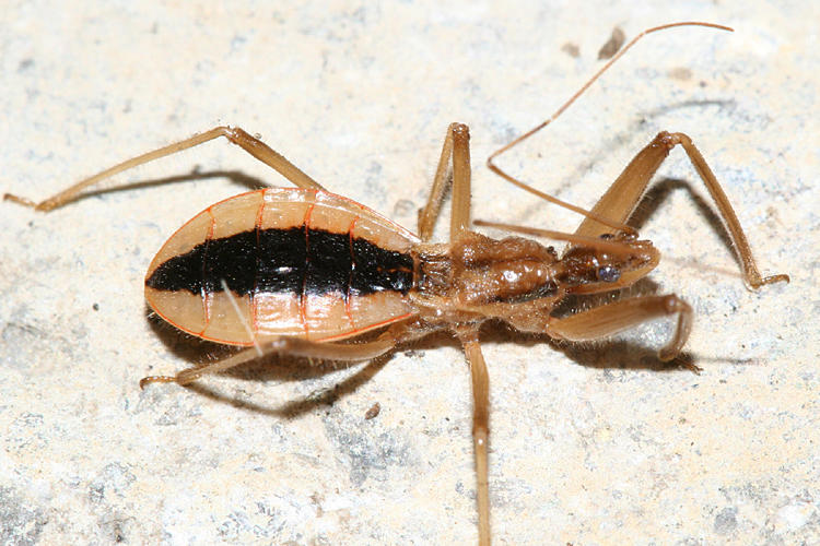 Fitchia aptera