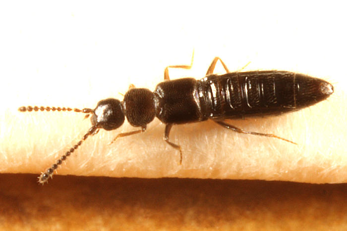 Atheta sp.