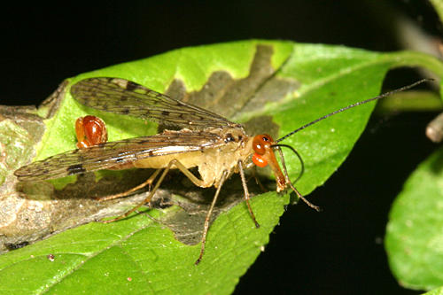 Panorpa acuta