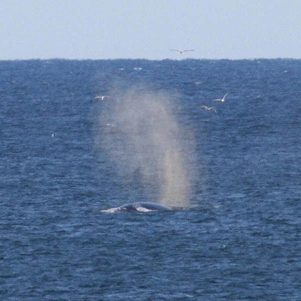 Whale blowing