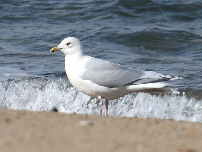 adult Iceland Gull