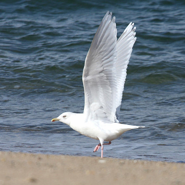 adult Iceland Gull