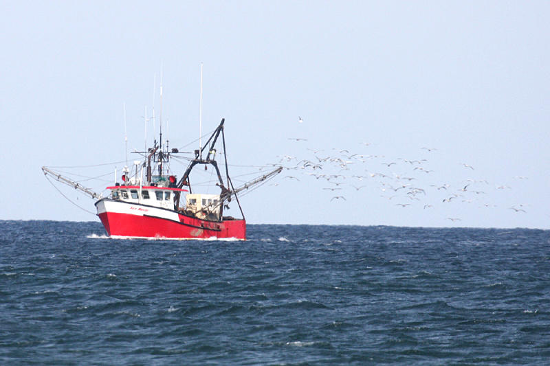 Fishing boat followed by lots of gulls