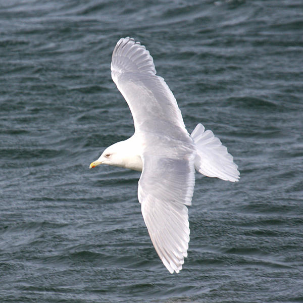 adult Iceland Gull