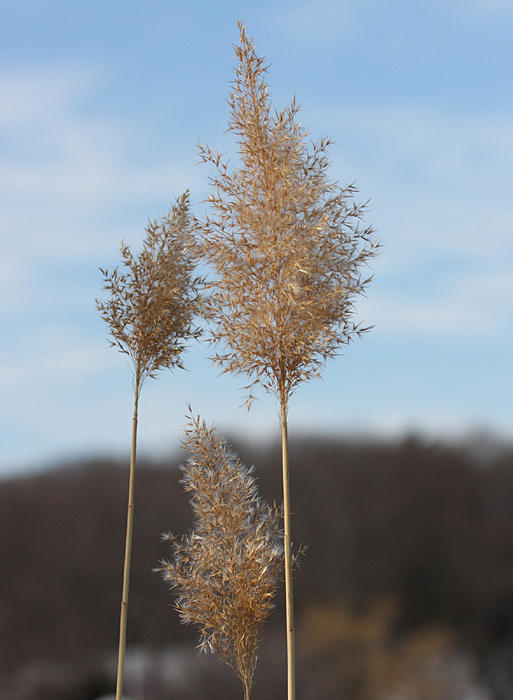 Phragmites seed stalks