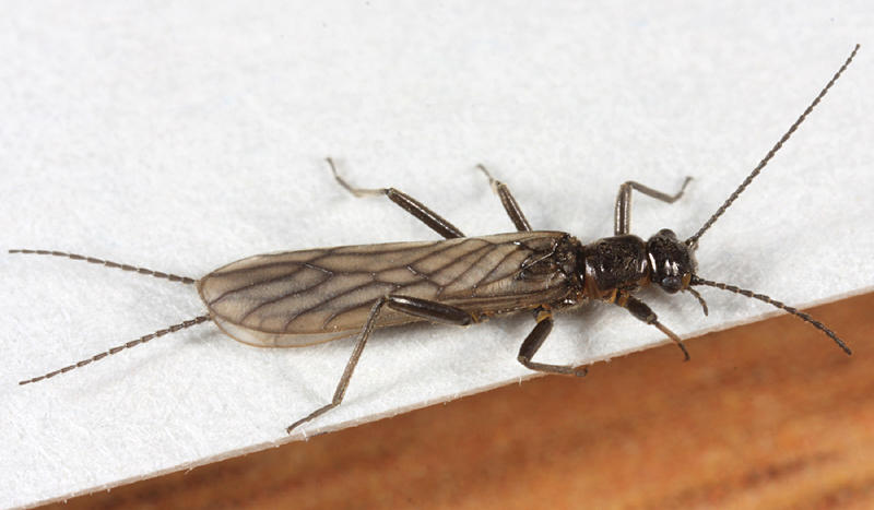 Allocapnia maria (female)
