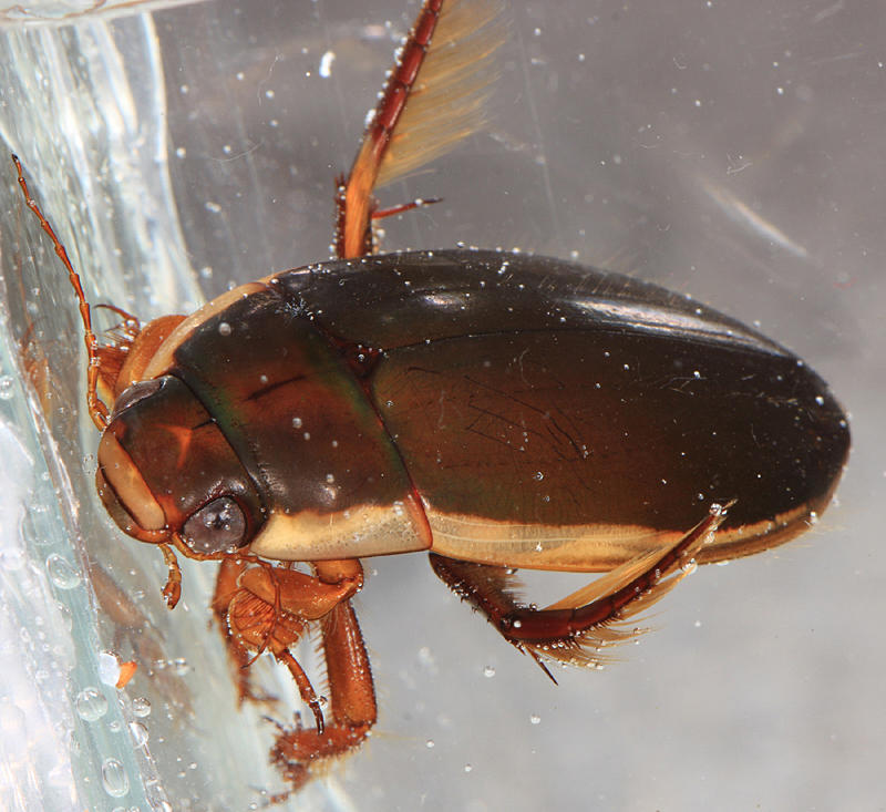 Understriped Diving Beetle (male) - Dytiscus fasciventris