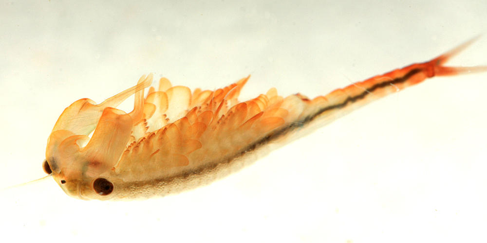 Eubranchipus vernalis (male)