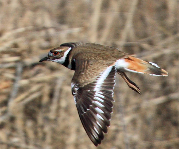 Killdeer - Charadrius vociferus