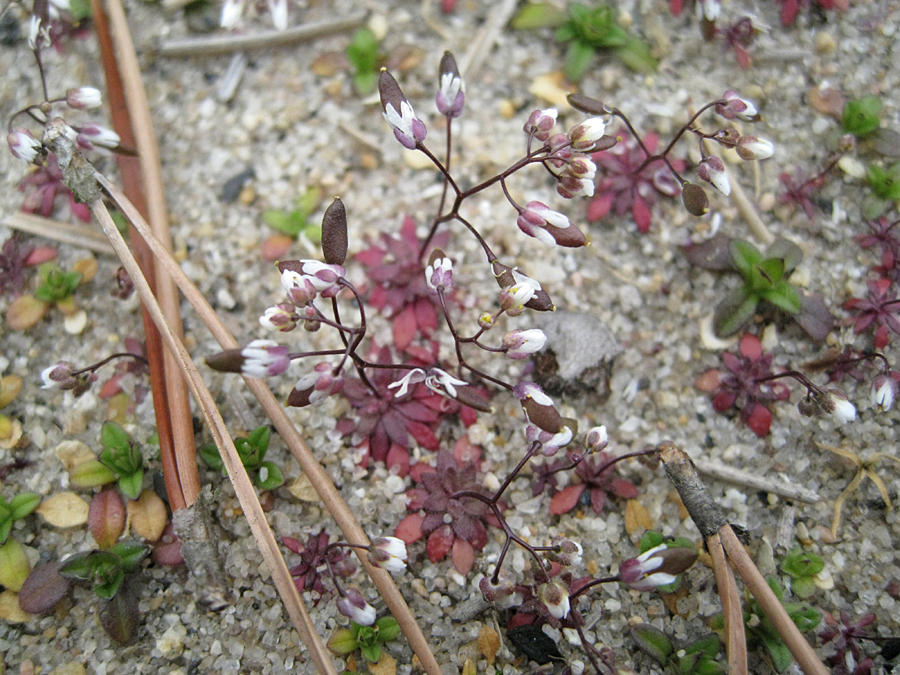 Whitlow Grass - Draba verna