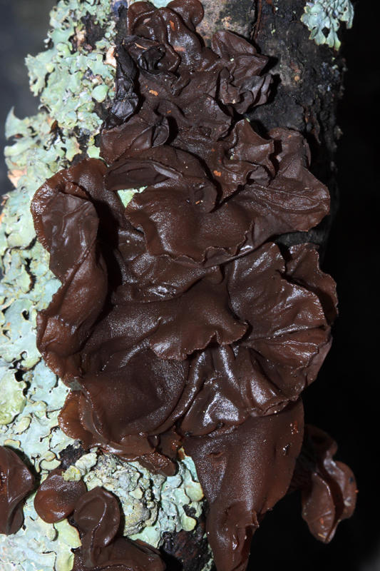 Exidia recisa (Brown Witchs Butter)