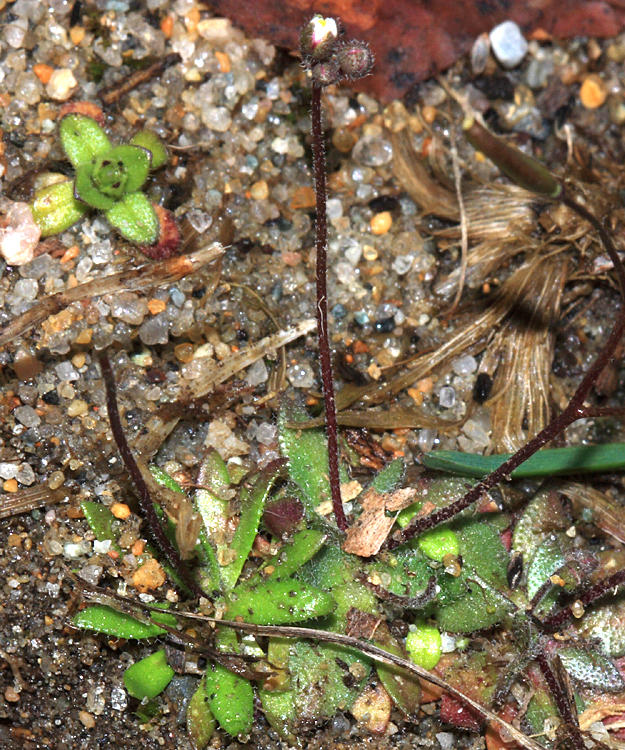 Whitlow Grass - Draba verna