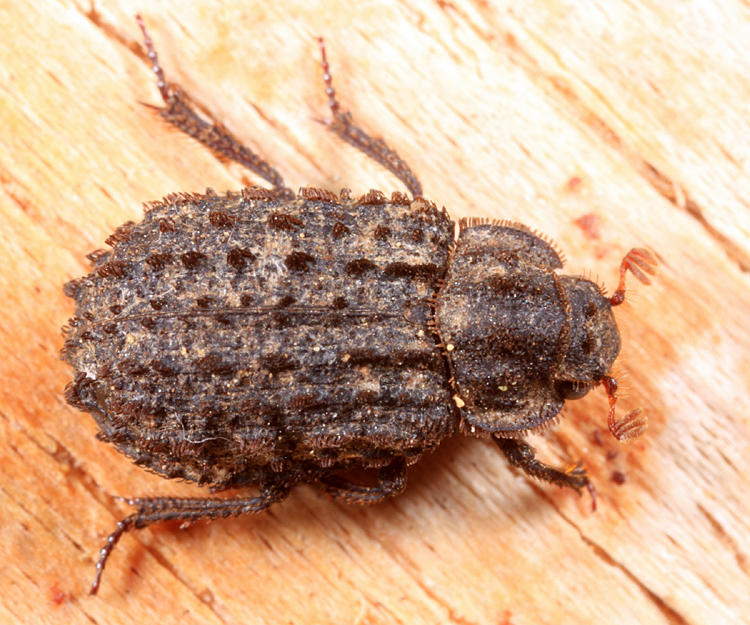 Trox variolatus