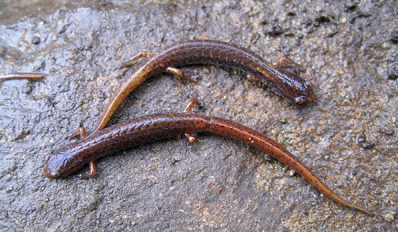 Four-toed Salamander - Hemidactylium scutatum