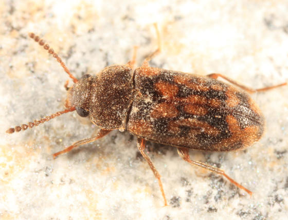 Mycetophagus pluripunctatus