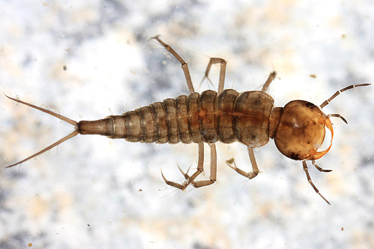Colymbetes sp. (larva)