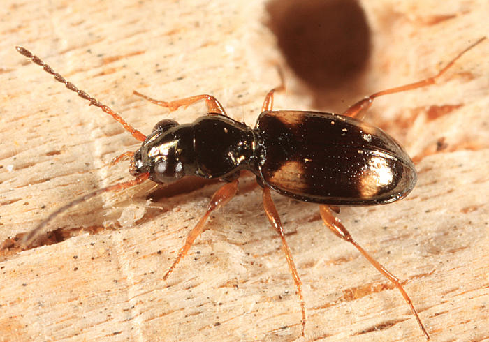 Bembidion quadrimaculatum