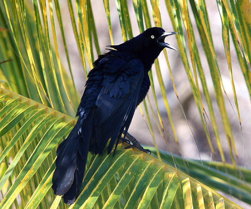 Great-tailed Grackle - Quiscalus mexicanus