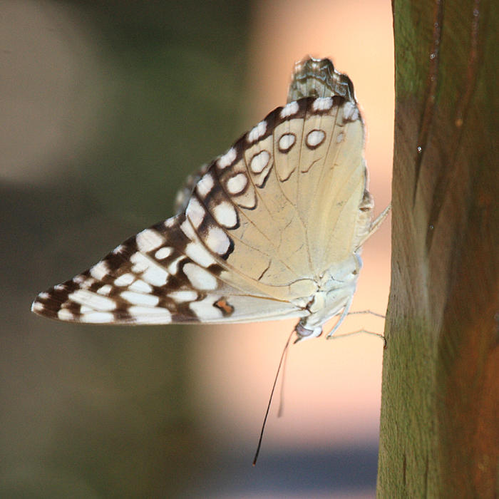 Variable Cracker - Hamadryas feronia