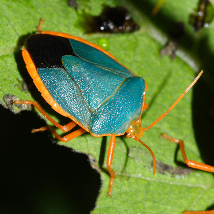 Redbordered Stink Bug Edessa rufomarginata photo Tom