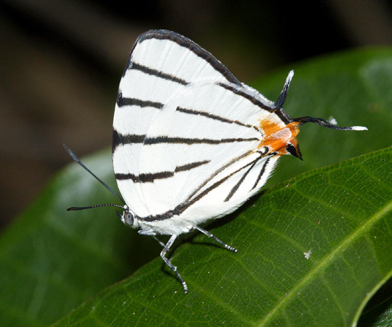 Fine-lined Stripe-streak - Arawacus sito