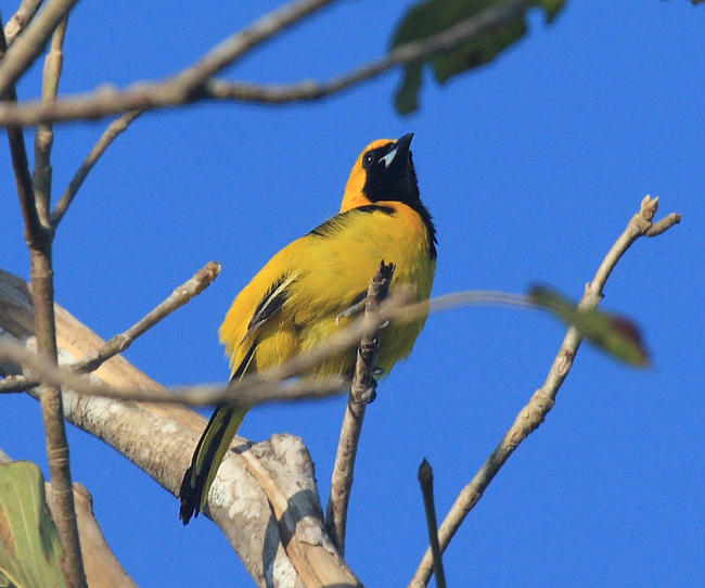 Yellow-tailed Oriole - Icterus mesomelas